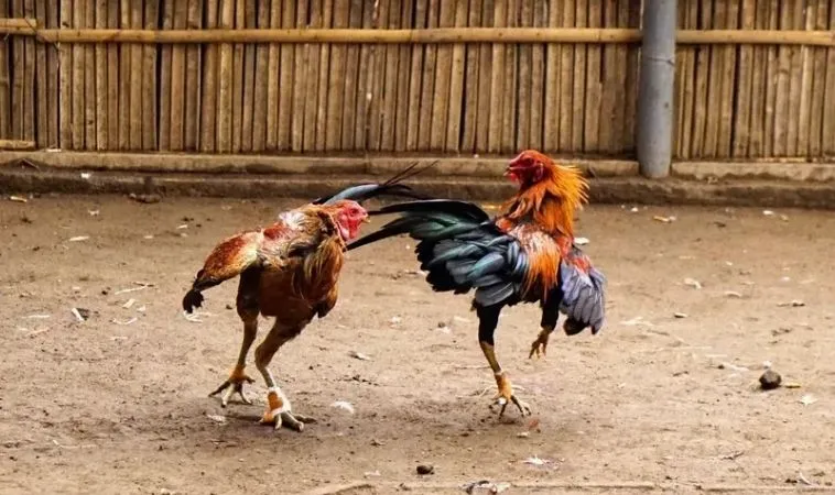 Đá Gà Sabong Tại EE88